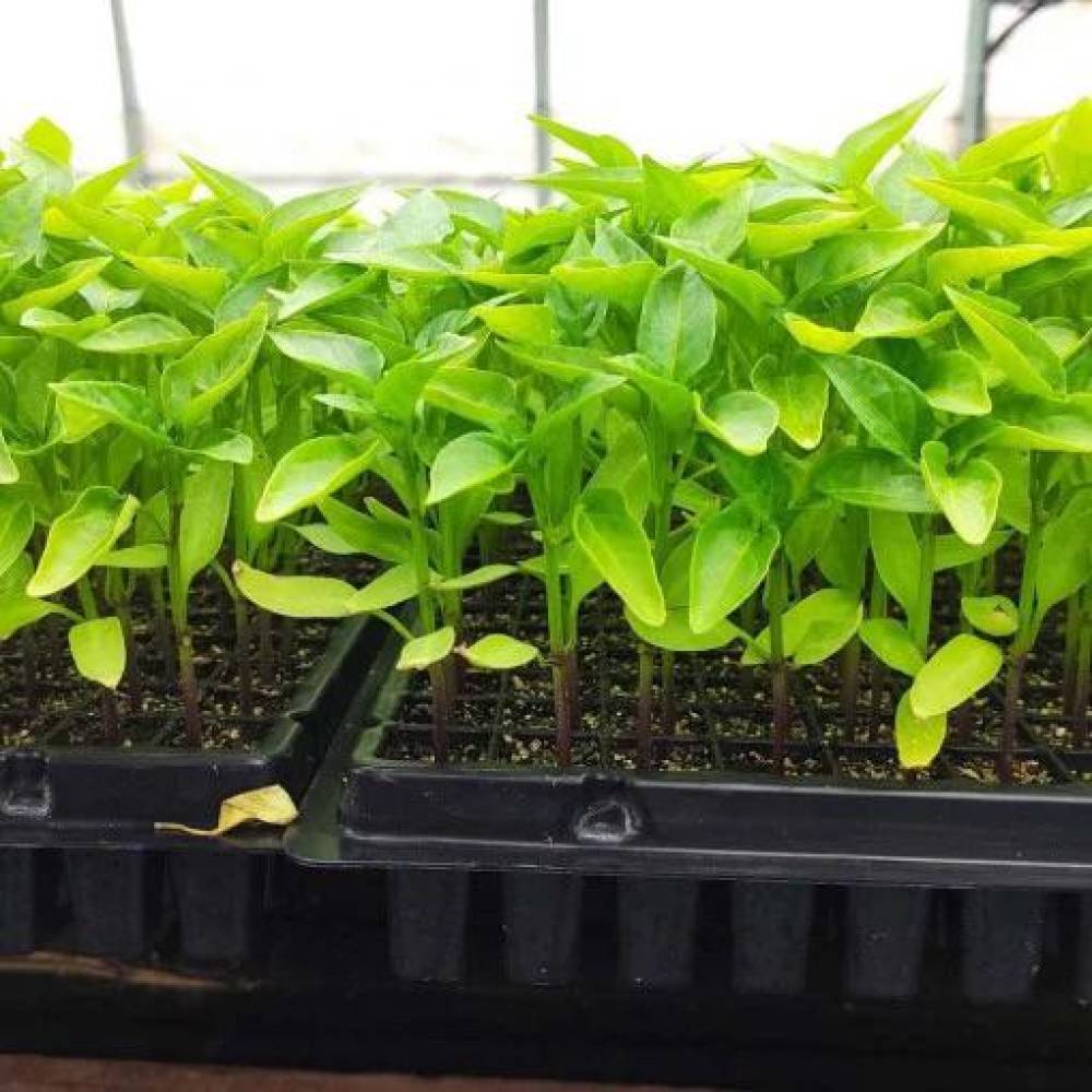 Alveole rasaduri (tavite rasaduri) 70 celule de semanat Alveole rasaduri (tavite rasaduri) 70 celule de semanat