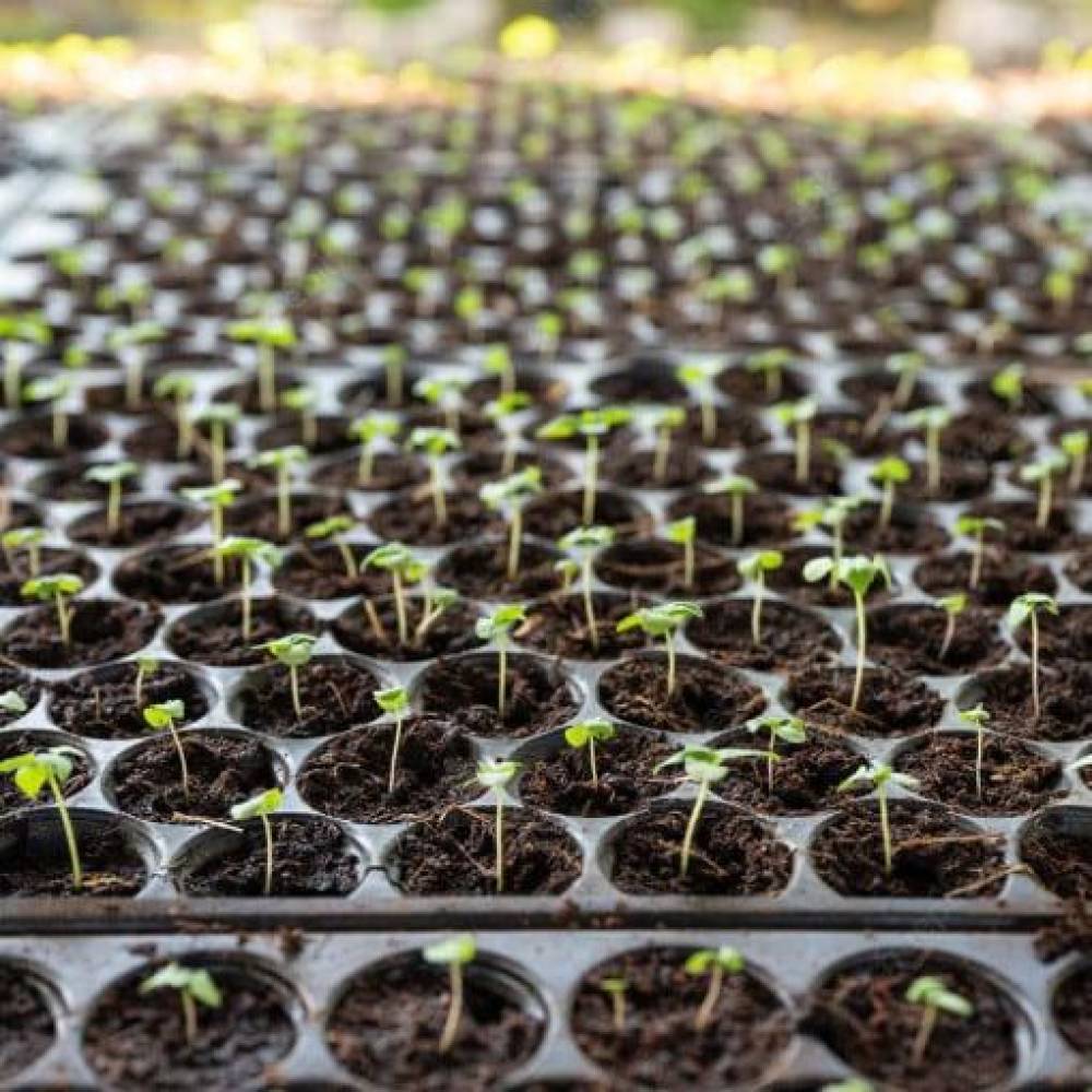 Alveole rasaduri (tavite rasaduri) 32 celule de semanat Alveole rasaduri (tavite rasaduri) 32 celule de semanat